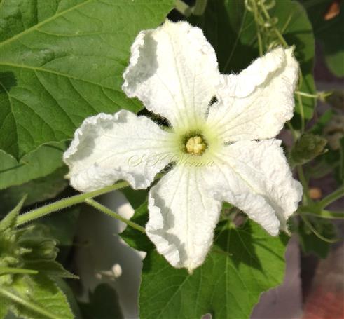  Male flower